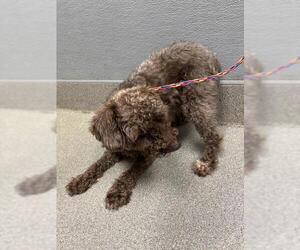Poodle (Miniature)-Unknown Mix Dogs for adoption in Las Vegas, NV, USA
