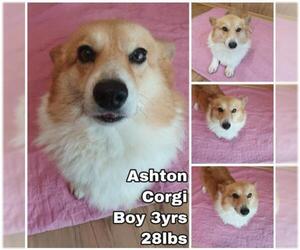 Pembroke Welsh Corgi Dogs for adoption in Seattle, WA, USA