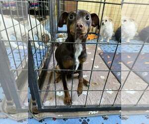 Miniature Pinscher Dogs for adoption in Jackson Township, NJ, USA