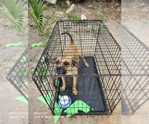 Medium Photo #2 American Staffordshire Terrier-Unknown Mix Puppy For Sale in San Antonio, TX, USA