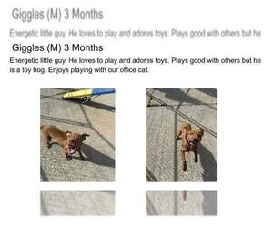 Mutt Dogs for adoption in Martinsburg, WV, USA