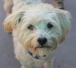 Small Havanese Mix