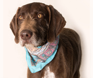 German Wirehaired Pointer Dogs for adoption in Ventura, CA, USA