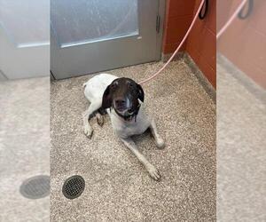 German Shorthaired Pointer Dogs for adoption in Pueblo, CO, USA