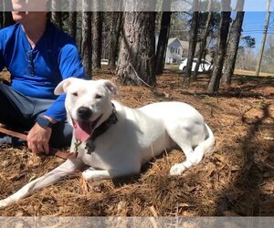 American Pit Bull Terrier-Great Pyrenees Mix Dogs for adoption in Woodstock , GA, USA