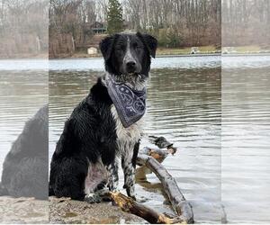 Australian Shepherd-Unknown Mix Dogs for adoption in Rootstown, OH, USA