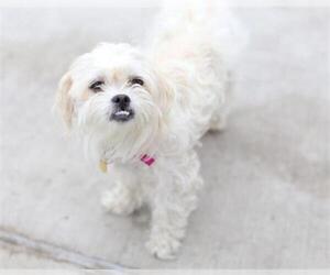 Shih Tzu Dogs for adoption in Denver, CO, USA