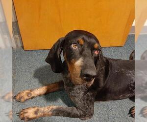 Bluetick Coonhound Dogs for adoption in Gainesville, FL, USA