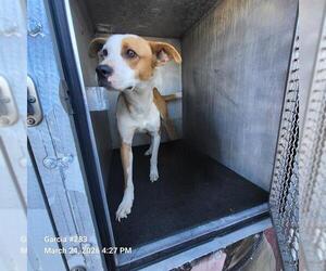 Mutt Dogs for adoption in San Antonio, TX, USA