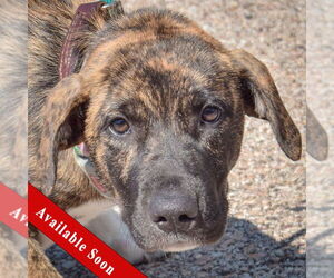 Boxer-German Shepherd Dog Mix Dogs for adoption in Huntley, IL, USA