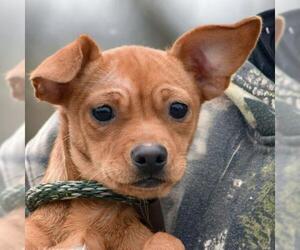 Chiweenie Dogs for adoption in Huntley, IL, USA