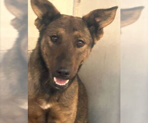 German Shepherd Dog-Unknown Mix Dogs for adoption in San Bernardino, CA, USA