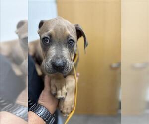 Boxer-Unknown Mix Dogs for adoption in Forestville, MD, USA