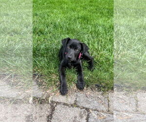 Labrador Retriever-Unknown Mix Dogs for adoption in Rockaway, NJ, USA