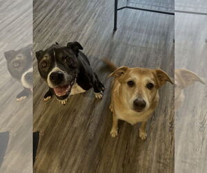 Mutt Dogs for adoption in Queen Creek, AZ, USA