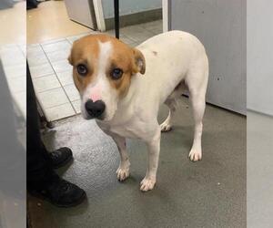 Labrador Retriever-Unknown Mix Dogs for adoption in San Antonio, TX, USA