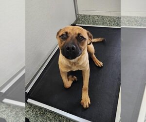 Black Mouth Cur-Unknown Mix Dogs for adoption in Salisbury, NC, USA