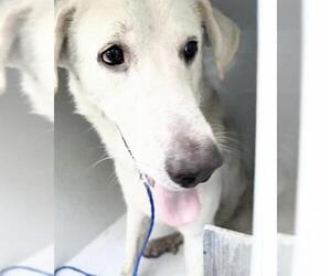 Labrenees Dogs for adoption in Houston, TX, USA