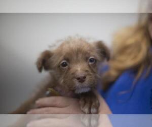 Mutt Dogs for adoption in Mountain Home, AR, USA