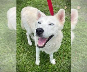 Siberian Husky Dogs for adoption in Naples, FL, USA