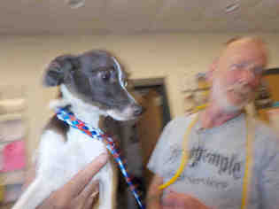 Italian Greyhuahua Dogs for adoption in Temple, TX, USA
