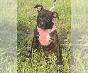 American Staffordshire Terrier-Boston Terrier Mix Dogs for adoption in Minneapolis, MN, USA