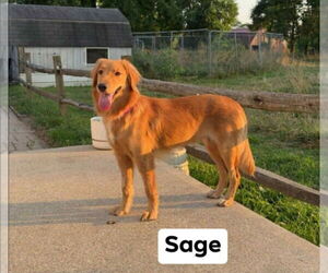 Golden Retriever Dogs for adoption in Richmond, IN, USA