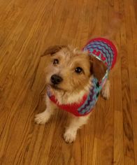 Jack Russell Terrier-Unknown Mix Dogs for adoption in Springville, NY, USA