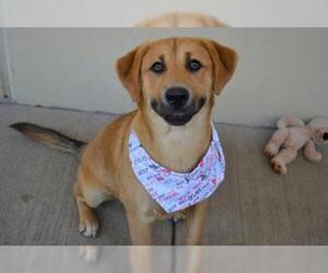 Black Mouth Cur-Labrador Retriever Mix Dogs for adoption in Dallas, TX, USA