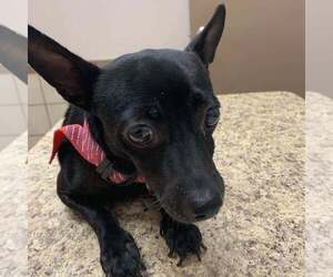 Chihuahua Dogs for adoption in Lockport, NY, USA