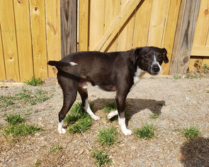 Miniature Pinscher Dogs for adoption in Rock Hill, SC, USA