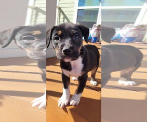Spaniel-Unknown Mix Dogs for adoption in New Orleans, LA, USA