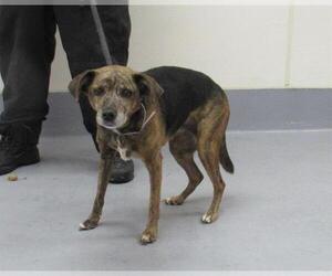 Beagle-Unknown Mix Dogs for adoption in Louisville, KY, USA