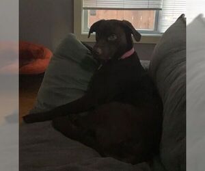 Labrador Retriever Dogs for adoption in aurora, IL, USA