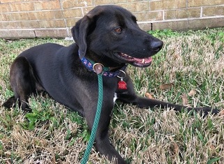 Labmaraner Dogs for adoption in Houston, TX, USA