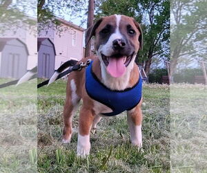 Jack Russell Terrier-Unknown Mix Dogs for adoption in Germantown, OH, USA