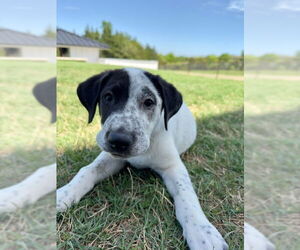 Great Pyrenees-Unknown Mix Dogs for adoption in McKinney, TX, USA