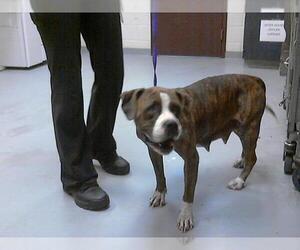 Bullboxer Pit Dogs for adoption in Fayetteville, NC, USA