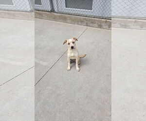 Mutt Dogs for adoption in Maquoketa, IA, USA