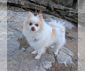 Pomeranian Dogs for adoption in Vail, AZ, USA