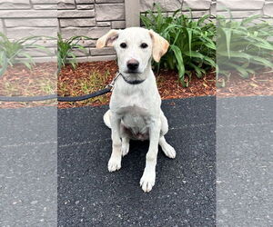 Labrador Retriever-Unknown Mix Dogs for adoption in Sterling, MA, USA