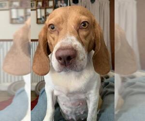 Beagle Dogs for adoption in O Fallon, MO, USA
