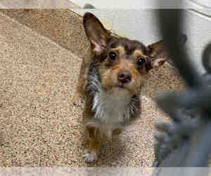Chihuahua-Norfolk Terrier Mix Dogs for adoption in Springfield, MA, USA