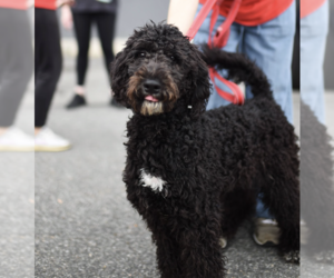 Poodle (Standard) Dogs for adoption in Brooklyn, NY, USA