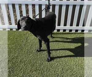 Labrador Retriever Dogs for adoption in Modesto, CA, USA