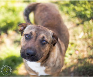 Mutt Dogs for adoption in Brownsboro, AL, USA