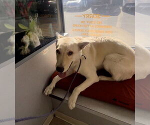 Labrador Retriever-Unknown Mix Dogs for adoption in Marina Del Rey, CA, USA