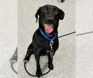 German Shepherd Dog-Unknown Mix Dogs for adoption in Westminster, MD, USA
