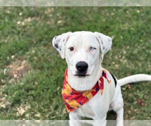 Labrador Retriever-Unknown Mix Dogs for adoption in Tulsa, OK, USA