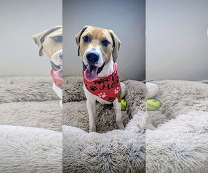 Labrador Retriever-Unknown Mix Dogs for adoption in Rockaway, NJ, USA